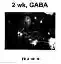 Fig. 08 - Isolated/cloned human NT2 cell lines expressing serotonin and GABA