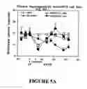 Fig. 17 - Isolated/cloned human NT2 cell lines expressing serotonin and GABA