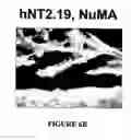 Fig. 24 - Isolated/cloned human NT2 cell lines expressing serotonin and GABA