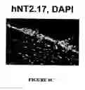 Fig. 25 - Isolated/cloned human NT2 cell lines expressing serotonin and GABA