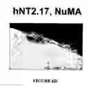 Fig. 26 - Isolated/cloned human NT2 cell lines expressing serotonin and GABA