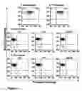 Fig. 08 - Hematopoietic stem cells treated by in vitro fucosylation and methods of use