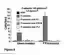 Fig. 09 - Hematopoietic stem cells treated by in vitro fucosylation and methods of use