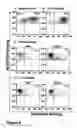Fig. 10 - Hematopoietic stem cells treated by in vitro fucosylation and methods of use