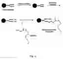 Fig. 03 - Targeting of glycoprotein therapeutics