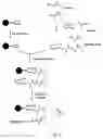 Fig. 04 - Targeting of glycoprotein therapeutics