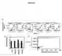 Fig. 04 - TRAIL and methods of modulating T cell activity and adaptive immune responses using TRAIL