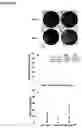 Fig. 11 - TRAIL and methods of modulating T cell activity and adaptive immune responses using TRAIL