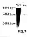 Fig. 19 - PTH1R and PTH3R receptors, methods and uses thereof
