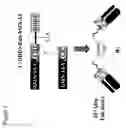 Fig. 04 - Methods for generating stably linked complexes composed of homodimers, homotetramers or dimers of dimers and uses