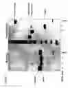 Fig. 08 - Methods for generating stably linked complexes composed of homodimers, homotetramers or dimers of dimers and uses