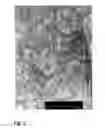 Fig. 03 - Virosome-like-particles