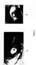 Fig. 02 - Methods of tissue repair and compositions therefor