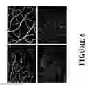 Fig. 09 - Compositions and methods for treatment of hypertrophic tissues