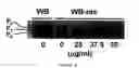 Fig. 05 - Method for restoration of gap junctional intercellular connection