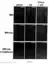 Fig. 10 - Method for restoration of gap junctional intercellular connection