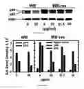 Fig. 11 - Method for restoration of gap junctional intercellular connection