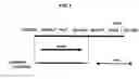 Fig. 02 - Gene involved in growth-promoting function of acetic acid bacteria and uses thereof