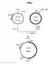 Fig. 05 - Gene involved in growth-promoting function of acetic acid bacteria and uses thereof
