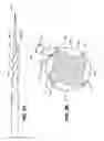 Fig. 07 - Swaggering endodontic instruments