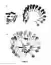 Fig. 08 - Three dimensional model for protein or part of protein structure
