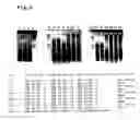 Fig. 04 - Oligonucleotide for detection of HIV-1 and detection method