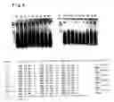 Fig. 05 - Oligonucleotide for detection of HIV-1 and detection method