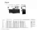 Fig. 06 - Oligonucleotide for detection of HIV-1 and detection method