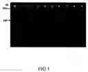Fig. 02 - Method for rapidly identifying bacteria and kit thereof