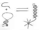 Fig. 01 - Method using a nonlinear optical technique for detection of interactions involving a conformational change
