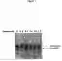 Fig. 02 - Methods for identifying small molecules that bind specific RNA structural motifs