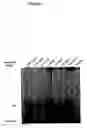 Fig. 03 - Methods for identifying small molecules that bind specific RNA structural motifs