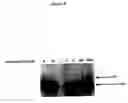 Fig. 05 - Methods for identifying small molecules that bind specific RNA structural motifs