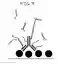 Fig. 12 - Hybridization chain reaction amplification for in situ imaging