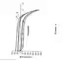 Fig. 04 - DNA-polypyrrole based biosensors for rapid detection of microorganisms