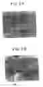 Fig. 03 - Arrays formed of encoded beads having oligonucleotides attached