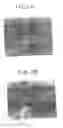 Fig. 03 - Encoded beads having oligonucleotides attached in arrays on a patterned surface