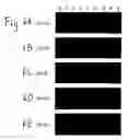 Fig. 08 - DB, the receptor for leptin, nucleic acids encoding the receptor, and uses thereof