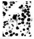 Fig. 03 - Compositions and methods for preparing specimens for microscopic analysis