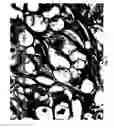 Fig. 08 - Compositions and methods for preparing specimens for microscopic analysis