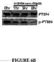 Fig. 08 - PINK-1 promoter