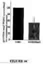 Fig. 09 - PINK-1 promoter