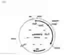 Fig. 03 - Mutants for the preparation of d-amino acids