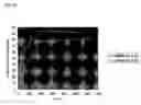 Fig. 05 - Thermostable omega-transaminases