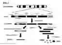 Fig. 02 - Novel Transgenic Methods Using intronic RNA