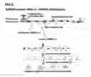 Fig. 06 - Novel Transgenic Methods Using intronic RNA