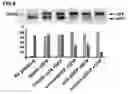 Fig. 09 - Novel Transgenic Methods Using intronic RNA