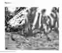 Fig. 06 - Method for histoprocessing