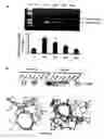 Fig. 02 - Hypoxia induced mitogenic factor
