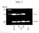 Fig. 13 - T. cruzi-derived neurotrophic agents and methods of use therefor
